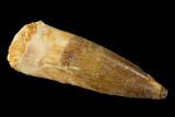 Spinosaurus Tooth - Real Dinosaur Tooth #136222-1